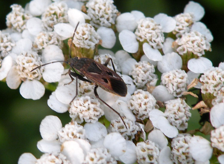 Lygaeidae: Rhyparochromus pini del Trentino occidentale